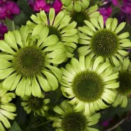Эхинацея Echinacea Green Jewel